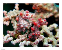 Pygmy Seahorses Fine Art Print