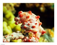 Pygmy Seahorse Fine Art Print
