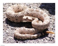 Rattlesnake Fine Art Print