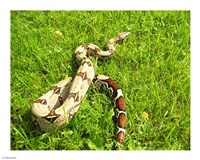 Red Tail Boa Constrictor Fine Art Print