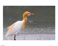 Red-Flush Cattle Egret Fine Art Print