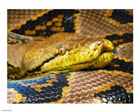 Reticulated Python Fine Art Print