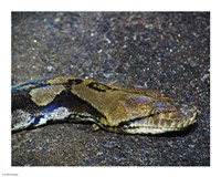 Reticulated Python Head - various sizes