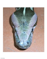 Rock Python Head Fine Art Print