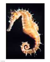 Seahorse In Color Fine Art Print