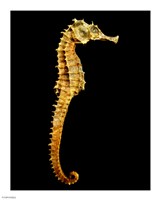 Seahorse Skeleton Macro Fine Art Print