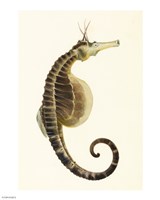 Sketchbook of Fishes, Pot Bellied Seahorse Fine Art Print