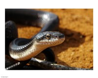 Sunlit Snake Fine Art Print