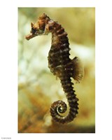 Tan Seahorse Fine Art Print
