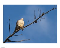 The Dove Above Fine Art Print