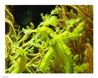 Wilhelma Grne Seepferdchen - up close Fine Art Print