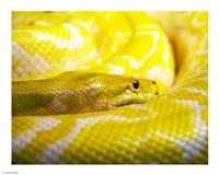 Yellow Python Fine Art Print