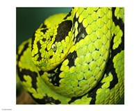 Yellow Blotched Palm Viper - various sizes - $12.99