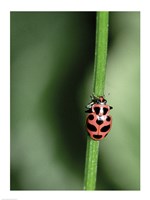 Ladybug Fine Art Print