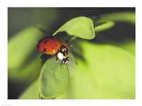 Close-up of a ladybug on a leaf Fine Art Print