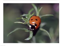 Close-up of a ladybug on leaves Fine Art Print
