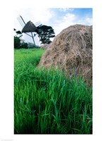 Traditional windmill in a field, Tacumshane Windmill, Tacumshane, Ireland Fine Art Print