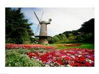 Low angle view of a windmill in a park, Golden Gate Park, San Francisco, California, USA Fine Art Print