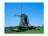 Windmill and Cows, Wilsveen, Netherlands Photograph Fine Art Print