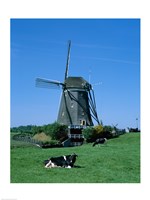 Windmill and Cows, Wilsveen, Netherlands Fine Art Print