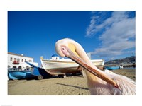 Pelican and Fishing Boats on Beach, Mykonos, Cyclades Islands, Greece Fine Art Print