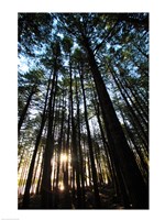 Low angle view of trees in a forest at sunrise Fine Art Print