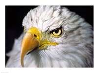 Close-up of a Bald eagle (Haliaeetus leucocephalus) Fine Art Print