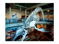 Humpback whale skeleton hanging in a museum, Hawaii Maritime Center, Honolulu, Oahu, Hawaii, USA - various sizes