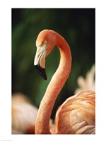 Flamingo Face - various sizes - $29.99