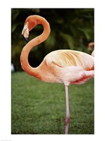 American Flamingo Fine Art Print