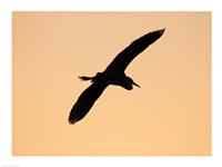 Great White Egret in Flight at Twilight, Venice Rookery, Venice, Florida, USA Fine Art Print