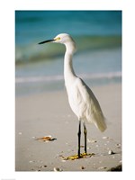 Snowy Egret Fine Art Print