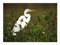 Close-up of a Great Egret Perching on a Branch Fine Art Print