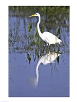 Reflection of a Great Egret in Water Fine Art Print