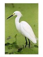 Close-up of a Snowy Egret Wading in Water Fine Art Print
