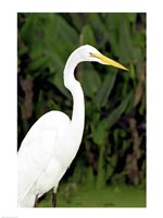 Close-up of a Great Egret Fine Art Print