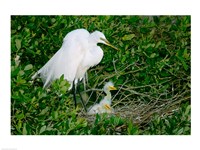 Great Egrets Fine Art Print