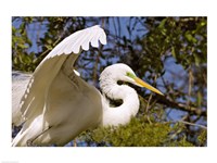 Great Egret - open wings Fine Art Print