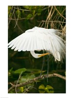 Close-up of a Great White Egret Fine Art Print