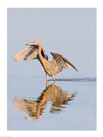 Reflection of Reddish Egret in Water Fine Art Print