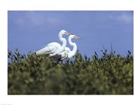 Great Egret - two walking Fine Art Print