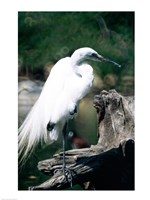 Egret Fine Art Print