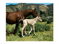 A Palomino Mare and a Colt - various sizes
