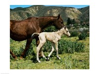 A Palomino Mare and a Colt Fine Art Print