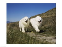 Samoyeds Fine Art Print