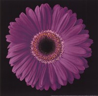 Gerbera Daisy Purple by Jim Christensen - 12" x 12"