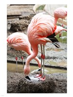 Flamingo in Stassbourg Fine Art Print