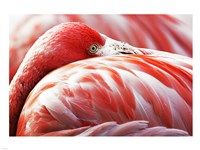Flamingo Resting Fine Art Print