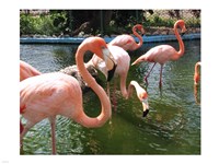 Flamingos in a Zoo Fine Art Print