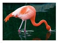 Pink Flamingo In River Fine Art Print